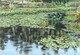 Beaver Lake Lily Pond 2